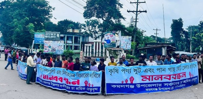 কমলগঞ্জে চা শ্রমিকদের কৃষিপণ্য লুট ও পান গাছ কাটার