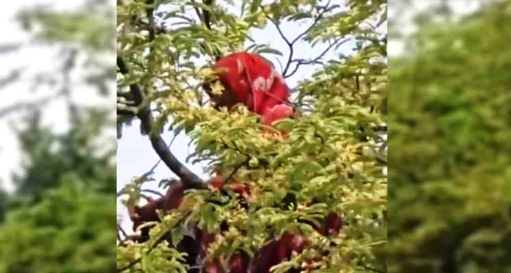 আবারও তেঁতুল গাছের মগডালে সেই নারী